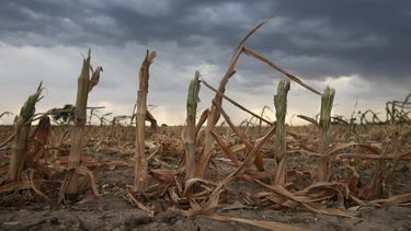 La sequía y el impacto en el campo.