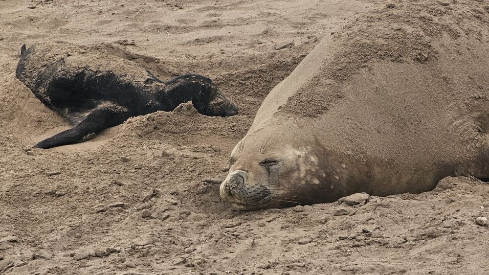 La hembra de elefante marino con su cría recién nacida, en Puerto Quequén. (Foto: Puerto Quequén) La hembra de elefante marino con su cría recién nacida, en Puerto Quequén. (Foto: Puerto Quequén)