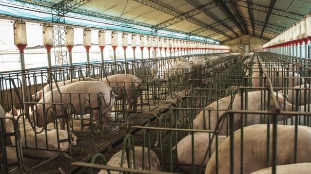 Senasa: Filipinas habilitó el ingreso de cueros frescos de cerdo desde Argentina para uso industrial