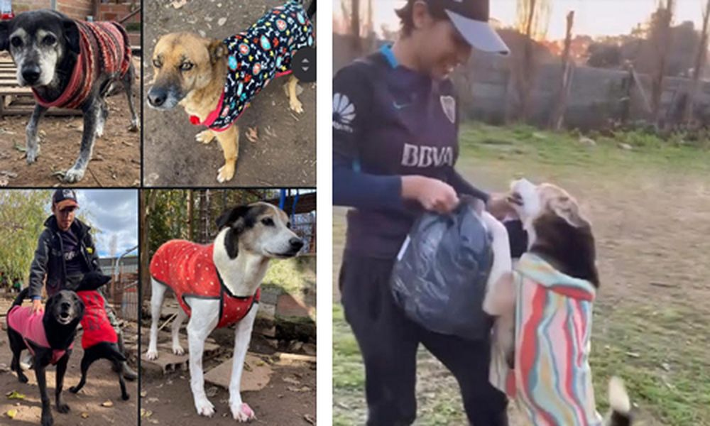 Internos de una cárcel en Campana confeccionan abrigos para perros rescatados por una protectora.