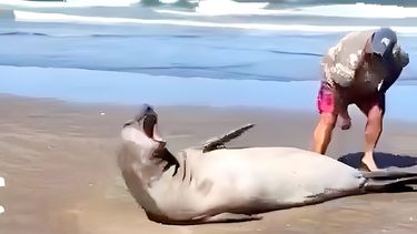 El momento en el que el veraneante toca al elefante marino y el animal reacciona asustado. (Captura de video)