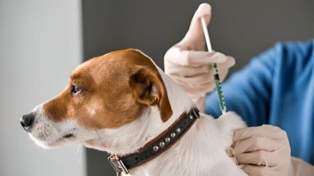 Vacunación antirrábica obligatoria.