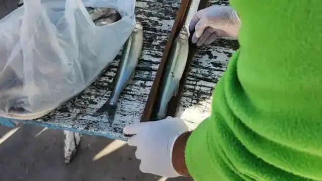 En Chascomús controlan la medida de las piezas de pejerrey pescadas, mínimo 25 centímetros.