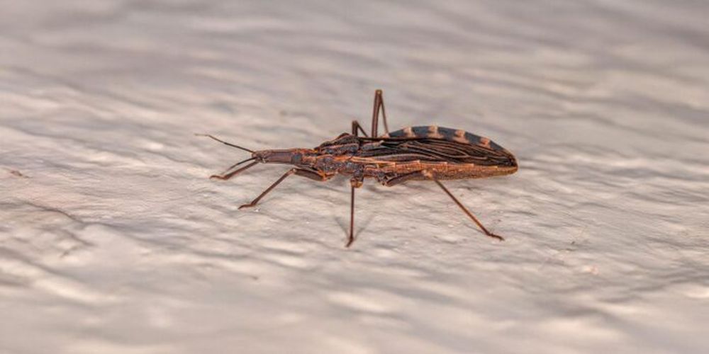 La enfermedad de Chagas es transmitida principalmente por la picadura de la vinchuca.