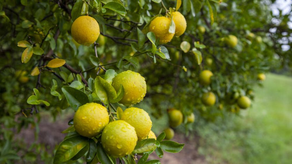 Una planta con limones.