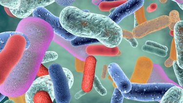 Diarios Bonaerenses | Cinco claves para desarrollar y mantener una microbiota saludable.
