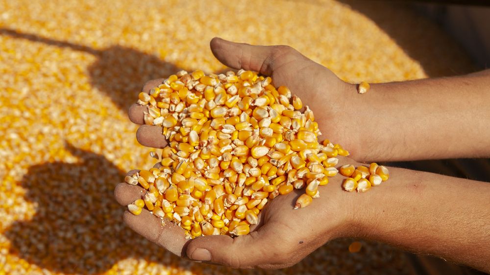 Las retenciones en la mira del Gobierno.&nbsp;