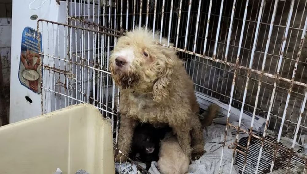 En un allanamiento encontraron 17 perros en una situación de extrema vulnerabilidad.