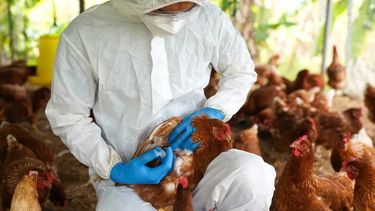 argentina inicia las pruebas preclinicas de una vacuna contra la gripe aviar