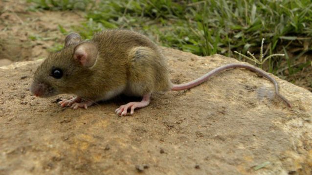 El ratón colilargo, principal vector del hantavirus.