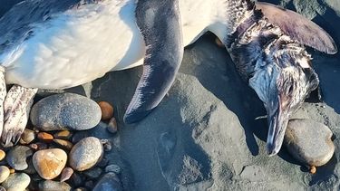 Activan protocolos de gripe aviar ante la aparición de pingüinos muertos. (Centro Ambiental de Apoyo a la Ciencia y Ecología)