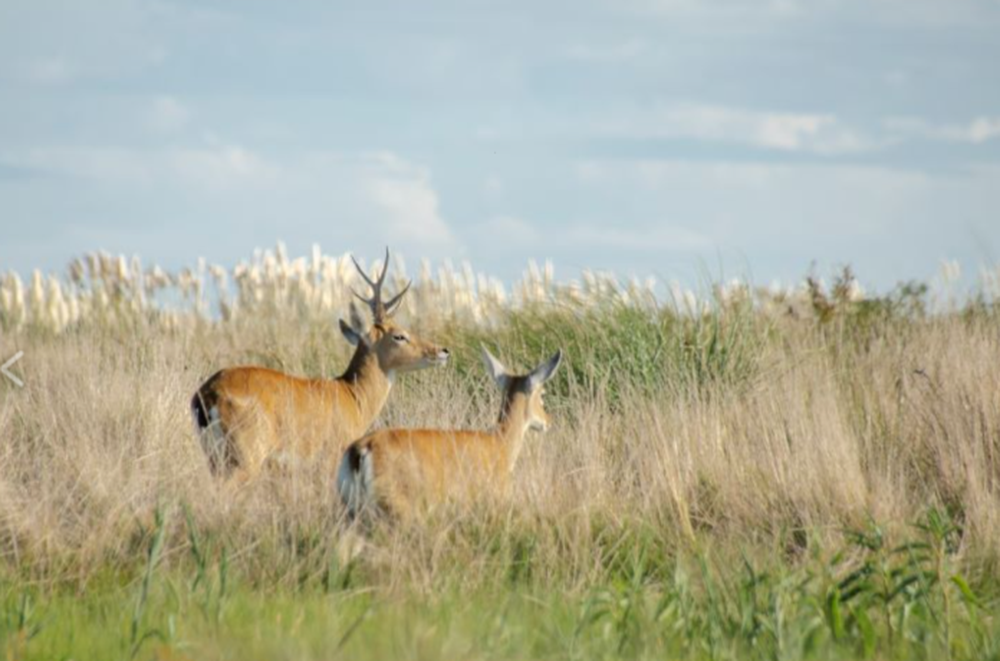 Una de las últimas poblaciones del ciervo de las pampas que sobreviven en Argentina están en el (Parque Nacional Campos del Tuyú. (Agencia CyT UNLP)