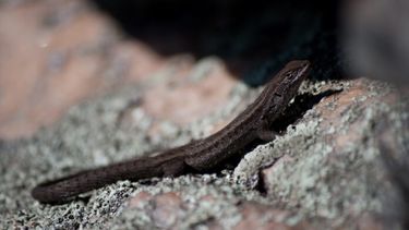 Liolaemus tandiliensis. (Oscar Stellatelli)