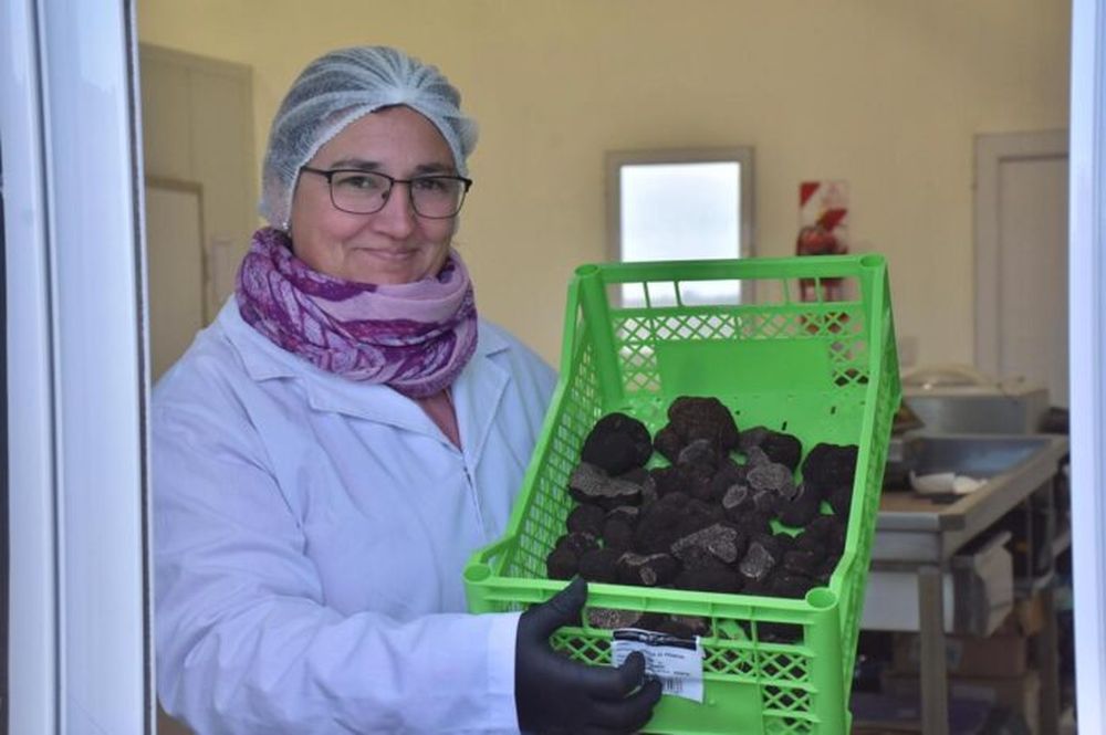 Las codiciadas trufas negras.