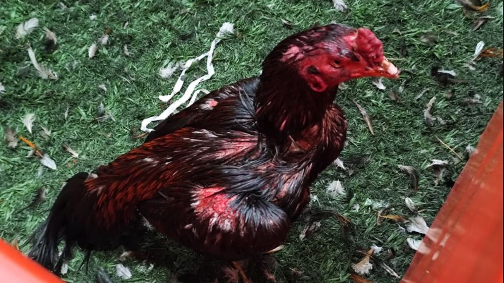 Brandsen: unos 111 gallos de riña fueron rescatados de un boliche y detuvieron a 27 personas