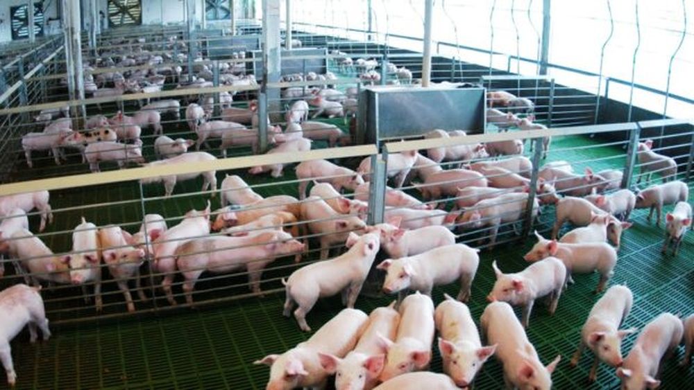 La producción porcina, una de las que tene dificultades.