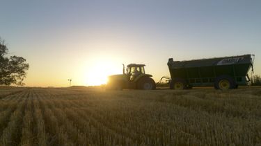 Una máquina trabajando en la cosecha de trigo.
