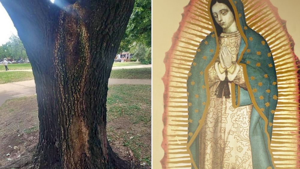 La silueta en el árbol y la imagen tradicional de la Virgen de Guadalupe, lado a lado.