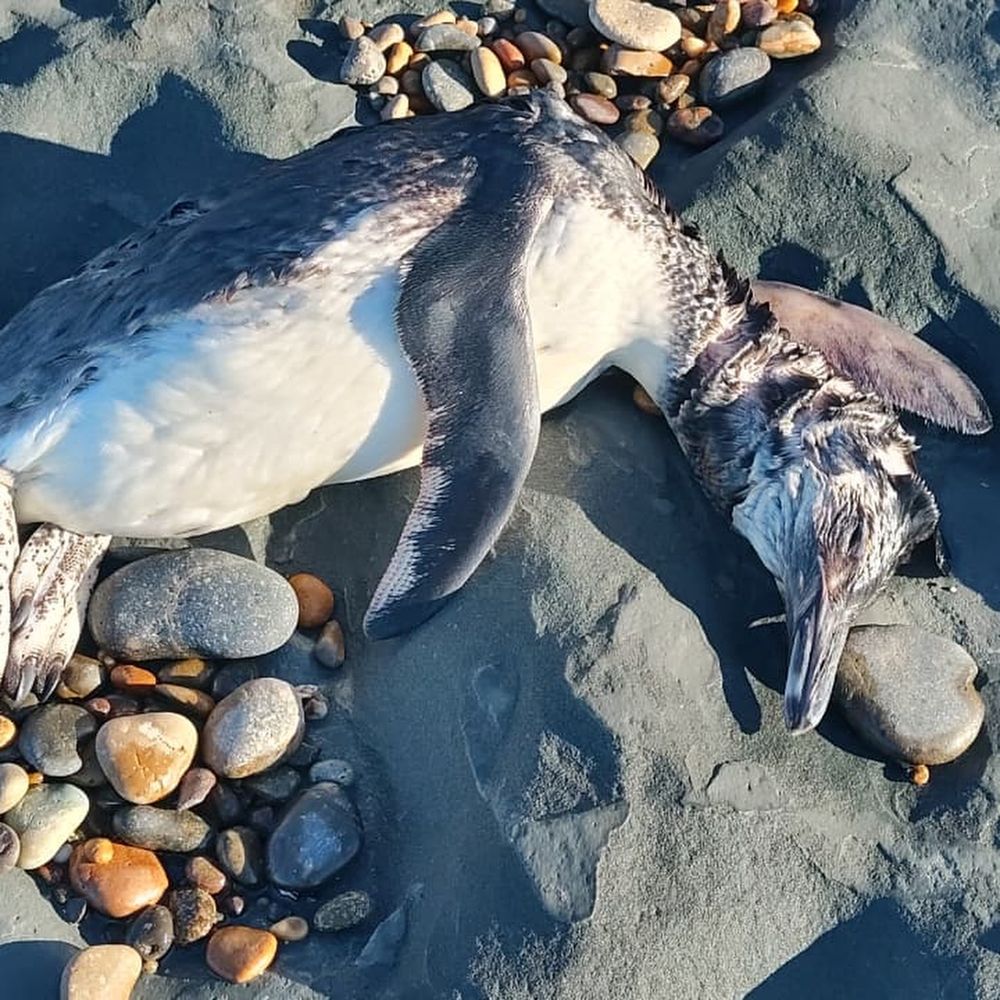 Activan protocolos de gripe aviar ante la aparición de pingüinos muertos. (Centro Ambiental de Apoyo a la Ciencia y Ecología)