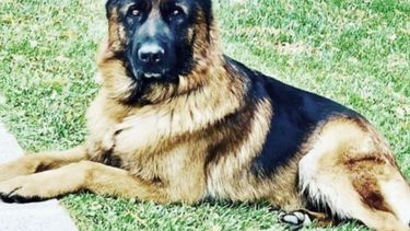 El perro del vecino Ignacio Pérez de Bahía Blanca, que fue hallado electrocutado. (La Nueva)