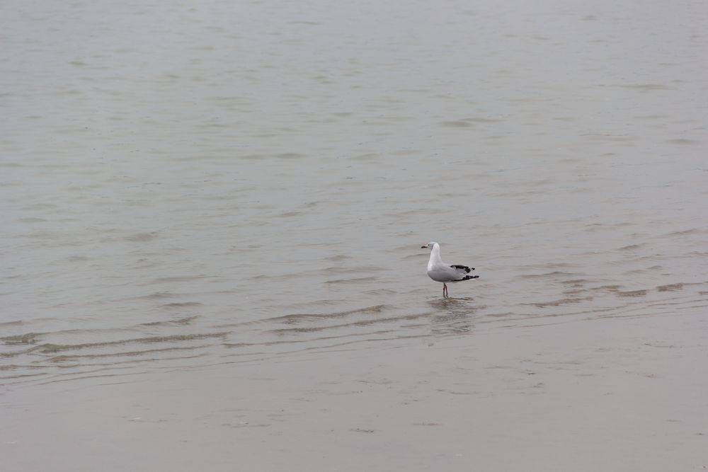 Las aves migratorias vienen desde el hemisferio norte.