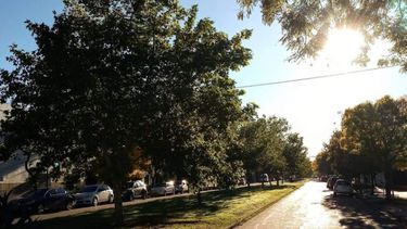 Diarios Bonaerenses | Arbolado de Trenque Lauquen. (La Opinión de Trenque Lauquen)