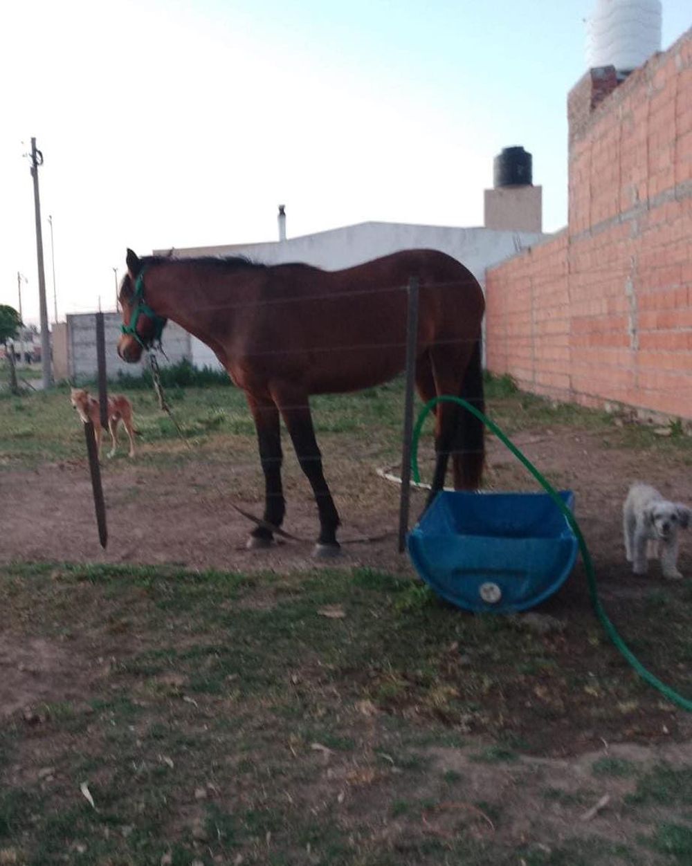 Murió una yegua en Coronel Dorrego.