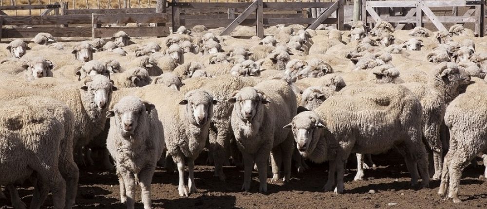 Producción ovina: Senasa estableció nuevas condiciones de rotulado para los inyectables formulados con avermectinas y milbemicinas.