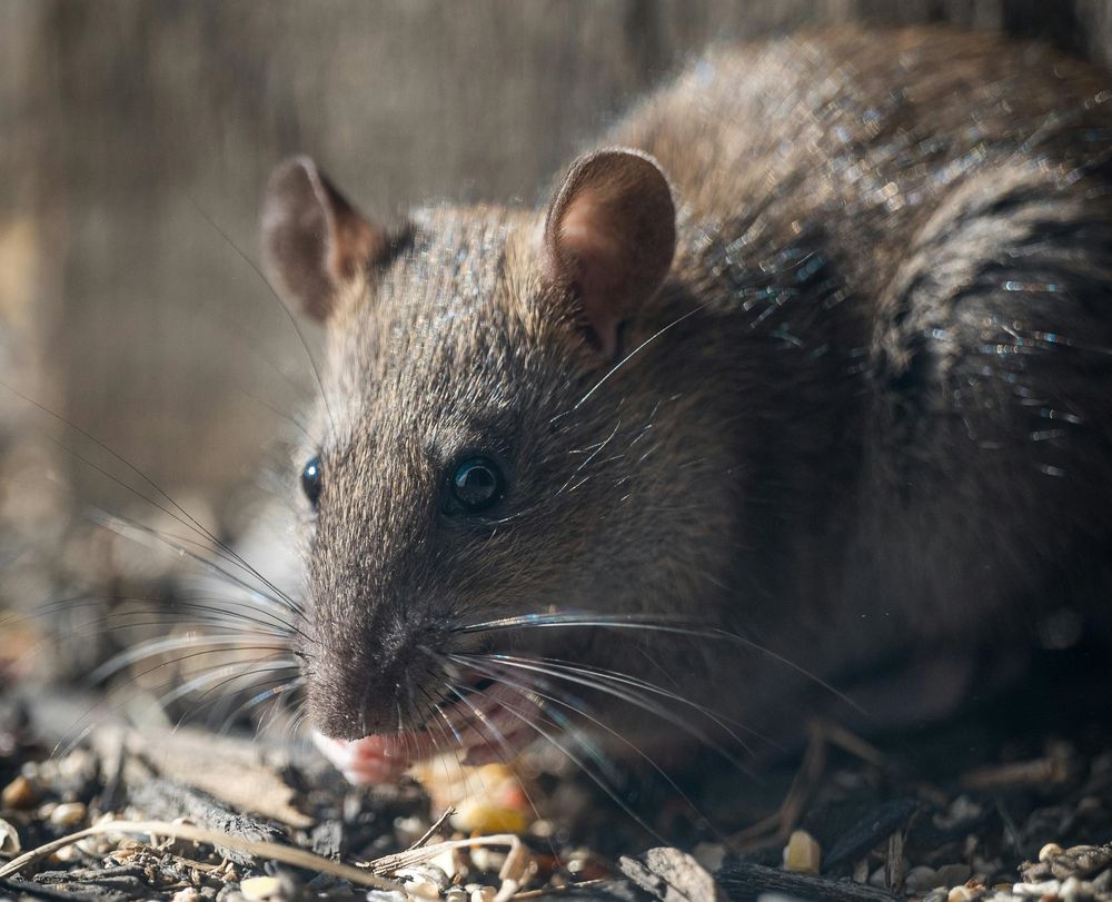 Preocupaci&oacute;n por los casos de hantavirus. (Chris F/pexels)