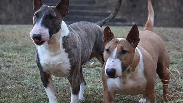 Dos perros Bull Terrier similares a los que atacaron al vecino en Ingeniero Maschwitz.
