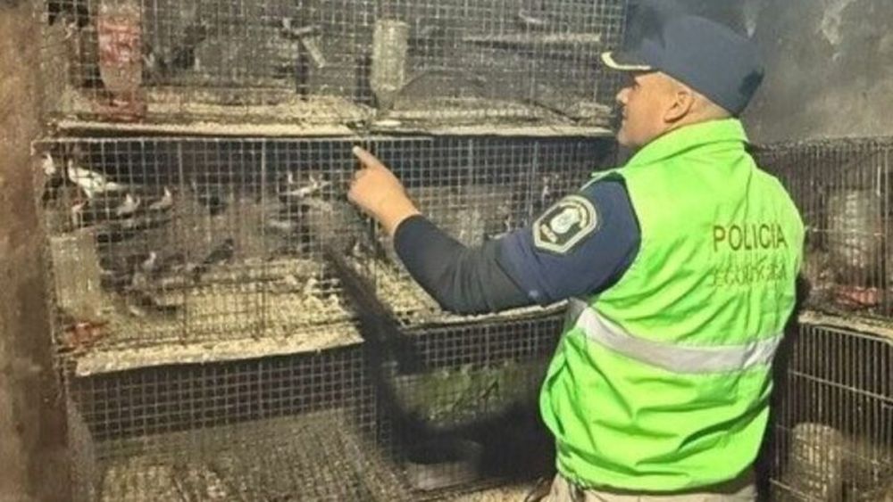 Animales en cautiverio ilegal en La Plata.