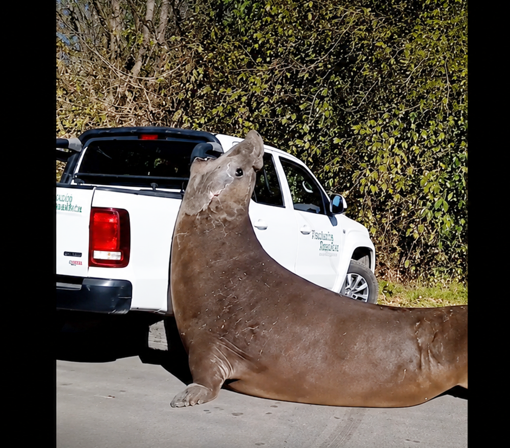Un elefante marino de gran porte sorprendió a los vecinos de Ensenada, cerca de Isla Santiago. (Imagen de video mejorada con IA)