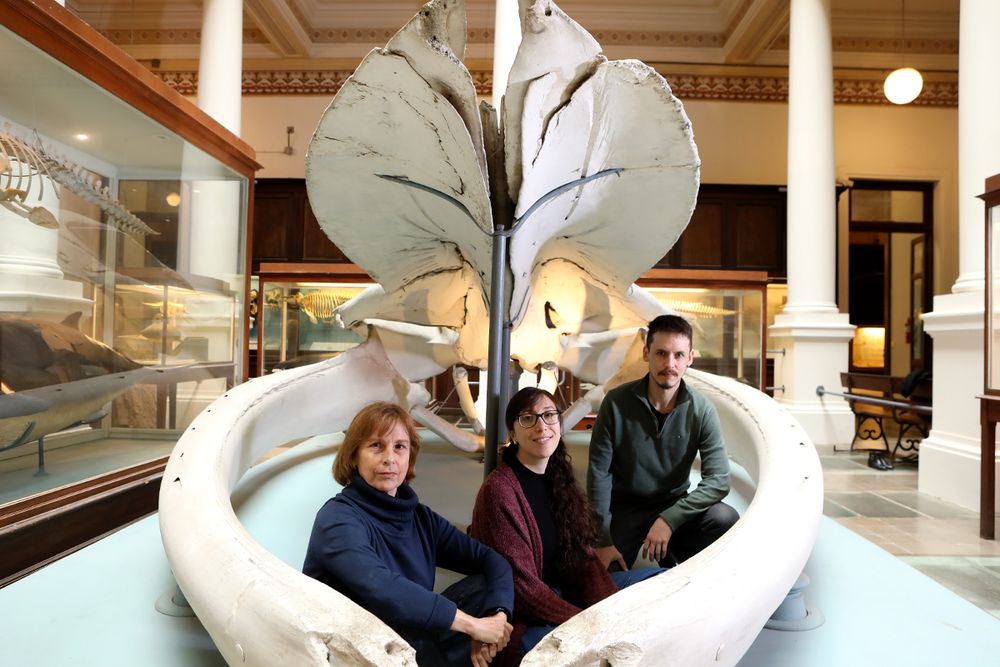 ballenas 3