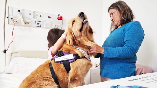 Día del Animal: Saru y Cora, las perras golden que asisten pacientes internados en el Hospital de Niños