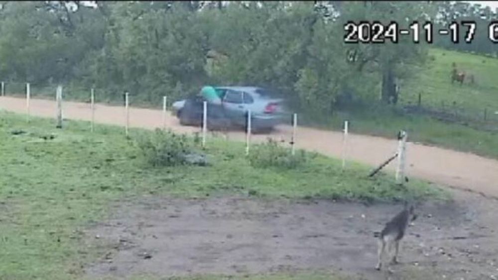 El momento en que el vecino abandona a la perra y los cachorros. - La Voz del Pueblo -