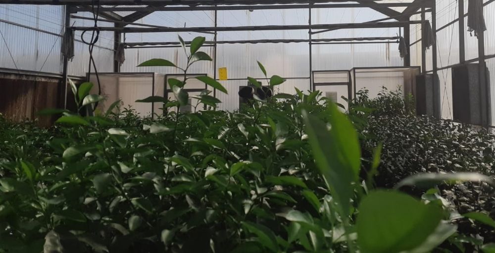 Senasa simplifica la Cuarentena Post-Entrada para importación de material vegetal.