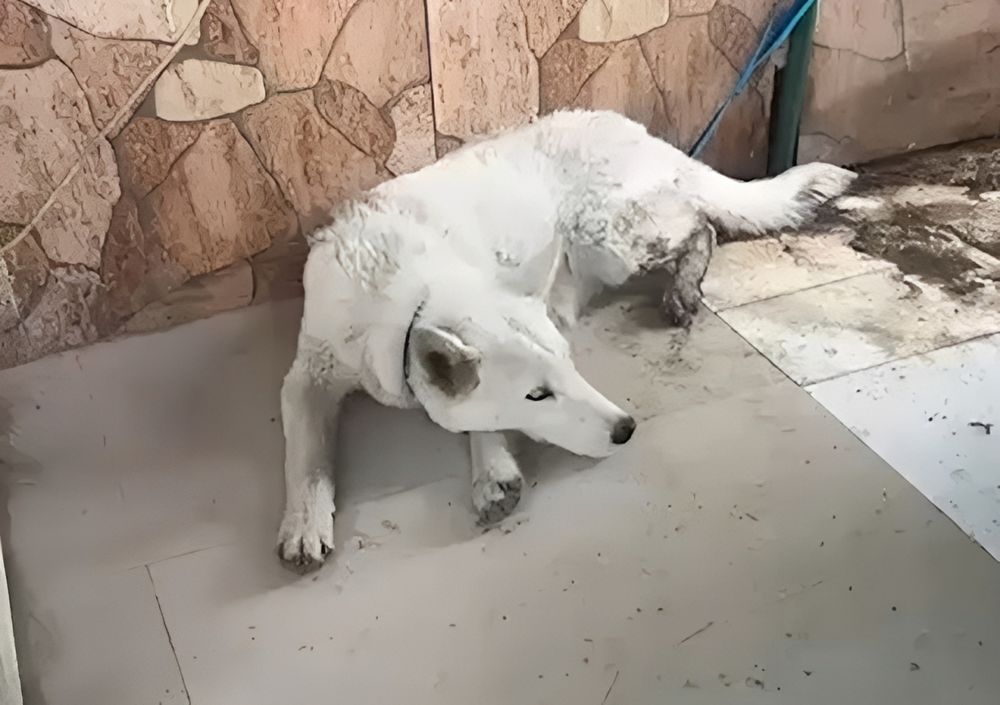 La cachorra de lobo de tres meses encontrada en Florencio Varela.&nbsp;