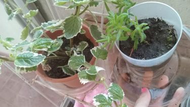 Los platos donde escurren las plantas, bebederos de mascotas y botellones o neumáticos en patios y balcones pueden convertirse en criaderos de mosquitos Aedes aegypti. (Archivo)