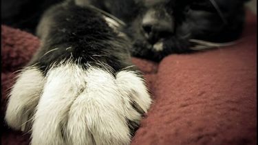 Cada 20 de febrero se celebra el Día del Gato. (DIB)