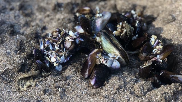 Cuidado con los mariscos que aparecieron en la playa en los últimos días.