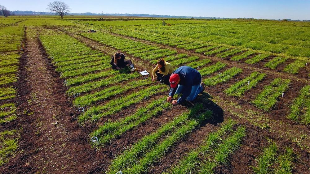 El INTA es clave en el desarrollo agropecuario argentino. El INTA es clave en el desarrollo agropecuario argentino.