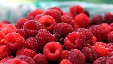 Se viene un fin de semana especial con las frambuesas en Villa Cacique - Barker.