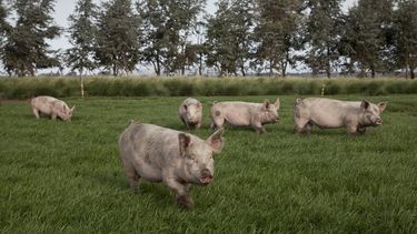 El Senasa actualizó el listado de enfermedades animales notificables y síndromes que se incluyen dentro del grupo I en su Resolución N° 153/2021.