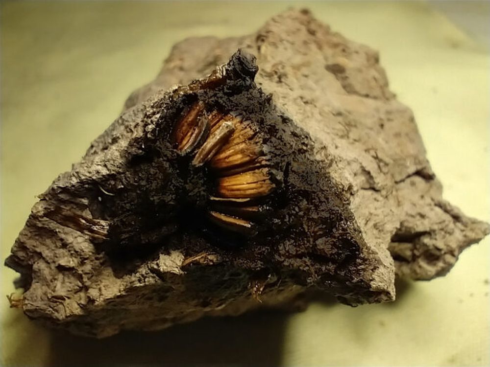 La sorpresa fue grande cuando en un bochón de ese barro consolidado, Aguilar observó a la pequeña flor de no más de 1 centímetro de diámetro asomando en el sedimento. (Museo de San Pedro)