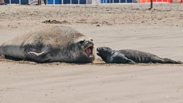Elefantes marinos en la playa marplatense de Punta Mogotes. (Municipio de General Pueyrredon)