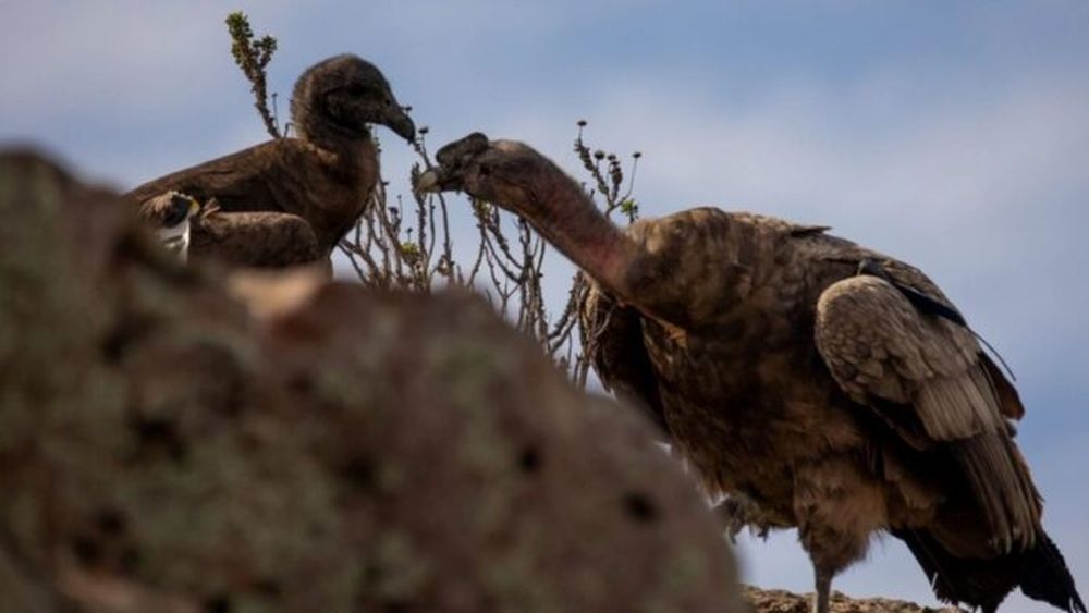 Concurso para bautizar al cóndor andino nacido en el Bioparque de Olavarría. - InfoEme -