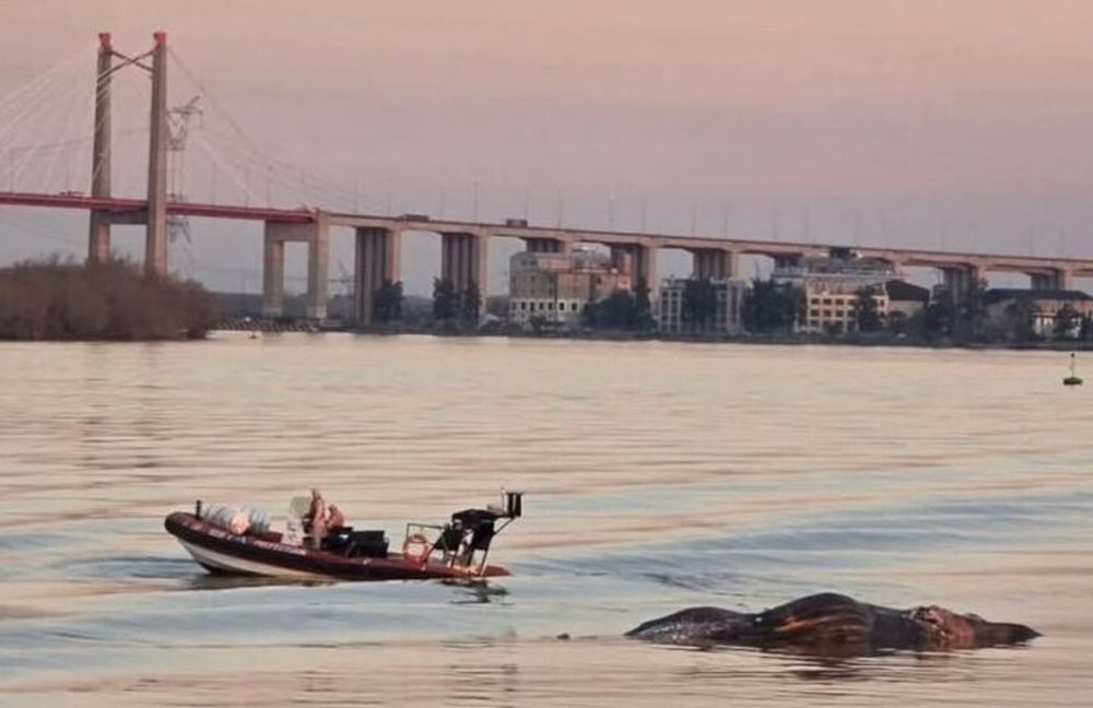 La ballena muerta debajo del puente de Zárate.