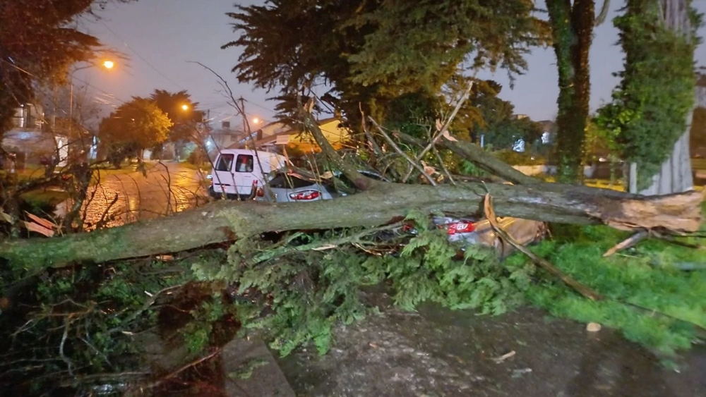 Caída de árboles en Mar del Plata, castigada por el agua y los vientos.&nbsp;
