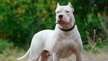 Perro de la raza Dogo Argentino. (Imagen ilustrativa)