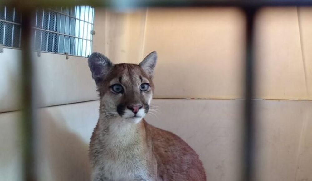 El puma fue trasladado para estudios y luego será enviado a un lugar acorde a su naturaleza. - El Mensajero de la Costa -